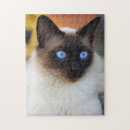 Search for kitty love Lovely