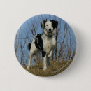 Search for border collie dog badges Canine photographer