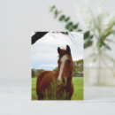Search for chestnut postcards Horse