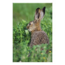 Search for rolf nussbaumer art Wildlife