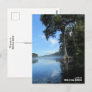 Search for cypress tree postcards Florida