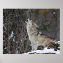 Search for howling Forest