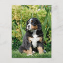 Search for berner postcards Puppy