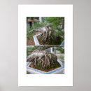 Search for bonsai posters Green