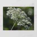Search for lace postcards Queen anne's lace