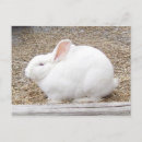 Search for rabbit ear postcards Bunny