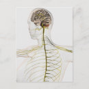 Search for nervous system postcards Transparent