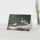 Search for wild duck cards Photography