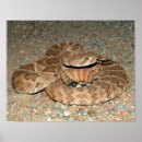Search for diamondback posters Animals