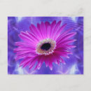 Search for gerber postcards Daisies