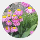 Search for daisy garden stickers Wild flowers