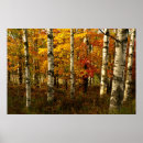 Search for birches posters Nature