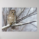 Search for owl portrait posters Raptor