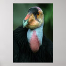 Search for condor bird posters Birds
