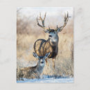 Search for buck mule deer postcards Winter