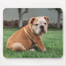 Search for sweet dog mousepads Animal