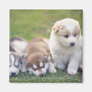 Search for dog breed magnets Togetherness