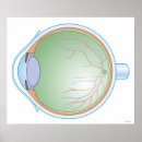 Search for human eye posters Medical