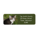 Search for black kittens return address labels White