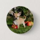 Search for chihuahua badges Fawn