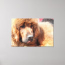 Search for mastiff art Puppy