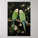 Search for budgies posters Budgerigars