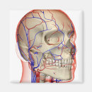 Search for human head magnets People