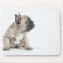 Search for pedigreed mousepads Animals