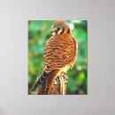 Search for kestrel art Bird of prey