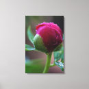 Search for a budding art Peony