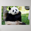 Search for panda wall posters Smithsonian