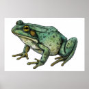 Search for bullfrog posters Animal