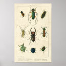 Search for bug pictures art Beetles