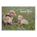 Search for australian shepherds cards Puppies