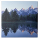 Search for evergreen tree tiles Outdoors