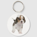 Search for beagle key rings Puppy