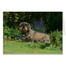 Search for wire haired dachshund postcards Flowers