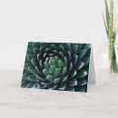 Search for agave cards Succulent