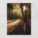 Search for light wood postcards Trees