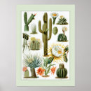 Search for vintage cactus posters Succulents