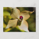 Search for digital photo postcards Flower