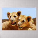 Search for lion face posters Lions