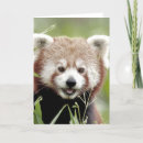 Search for red panda cards Nature