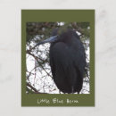 Search for blue heron postcards Herons
