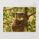 Search for australian koala postcards Animal