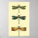 Search for vintage insect art Animals