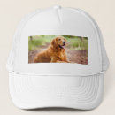 Search for golden retriever hats Labrador