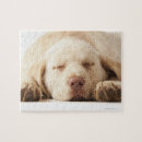 Search for labrador retriever puzzles Animal