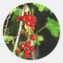 Search for currants Berry