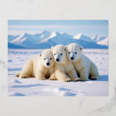 Search for polar bear postcards Nature